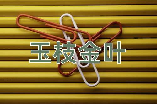 成语玉枝金叶
