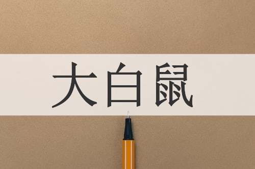 大白鼠