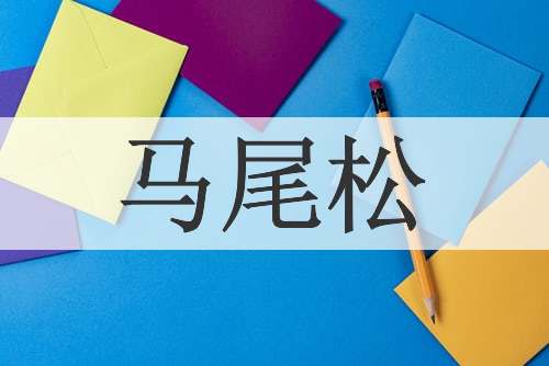 马尾松
