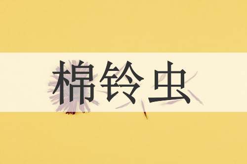 棉铃虫
